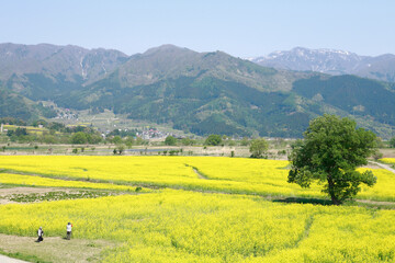 Poster - 小沼の菜の花畑