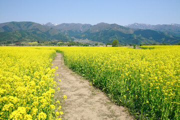 Poster - 小沼の菜の花畑