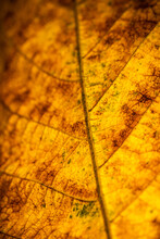 Closeup Of A Yellow-green Autumn Leaf. Deciduous Autumn Yellow-green Texture. Yellow Leaf Zooming In. Autumn Leaf Fall