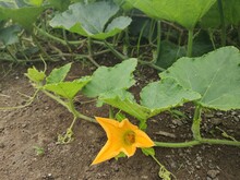 The Green Vine Of The Pumpkin Tree Is Planted On The Ground In An Agricultural Farm, An Organic Garden That Is Blooming.