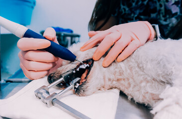 female veterinarian performing canine dental prophylaxis