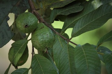 Photo of psidium guajava, the common guava