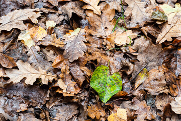 Wall Mural - fallen leaves with raindrops at meadow in forest on rainy autumn day