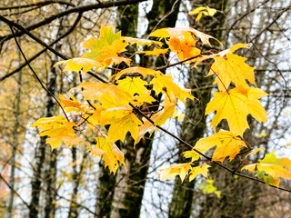 Wall Mural - yellow wet leaves of maple trees in city on rainy autumn day (focus on leaves on foreground)