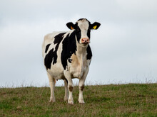 Holstein Cow In A Field