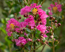 Pink Lagerstroemia Indica Or Crape Myrtle In Bloom On Natural Background