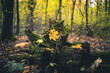 Żółty jesienny liść w lesie