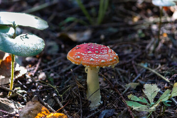 Fly agaric (Amaníta) is a genus of mycorrhizal lamellar fungi of the Amanitaceae family.