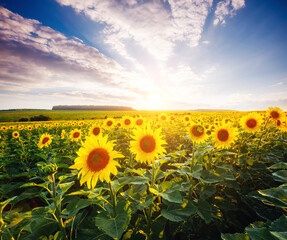 Canvas Print - Bright yellow sunflowers glow in the sunlight. Blooming field closeup.