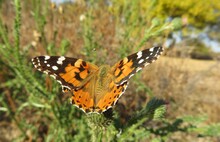Painted Lady Butterfly In The Garden, Closeup