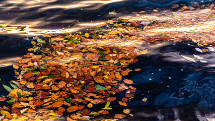 Wall Mural - bunte Herbst Blätter schwimmen auf See