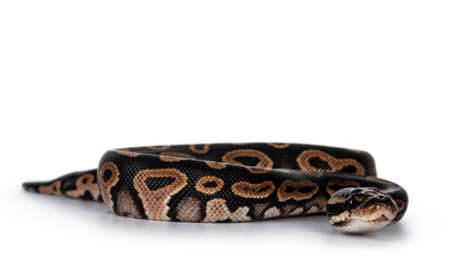Leinwandbilder - Baby female Ballpython aka Python regius moving towards lens, isolated on white background.