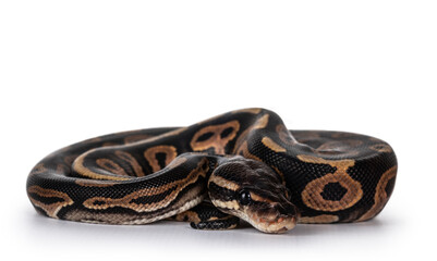 Leinwandbilder - Baby female Ballpython aka Python regius curled up for hiding, isolated on white background.