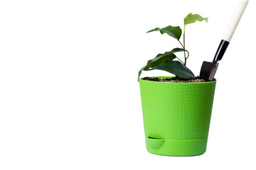 Sprout or seedling in a green plastic pot and a shovel for plant care, isolated on white background