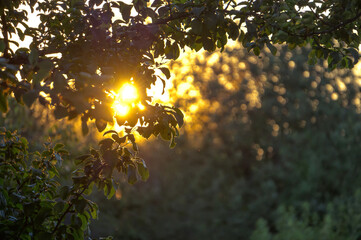 Poster - Picturesque sunset against the backdrop of a summer green orchard