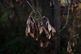 Fototapeta  - nasiona strąki akacji jesienne symbole przyroda w październiku
