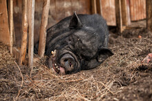A Fat Pig With A Black Skin Lies On The Straw With Closed Eyes, Sticking Out Its Tongue, Teeth Sticking Out. Healthy Food, Recreation, Diet, Rural Life