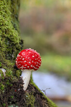 Fly Agaric Mushroom, Amanita Muscaria, Growing From A Moss Covered Tree In Front Of A Stream. UK
