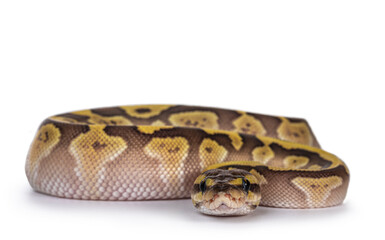Fototapete - Baby female Lesser Pastel Ballpython aka Python Regius. Frobt view. Isolated on white background.