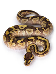 Leinwandbilder - Baby female Lesser Pastel Ballpython aka Python Regius. Top view. Isolated on white background.