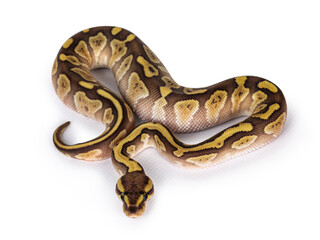 Fototapete - Baby female Lesser Pastel Ballpython aka Python Regius. Top view. Isolated on white background.hite