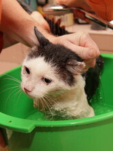Bathing A Black White Cat In A Green Basin With Shower In The Bathroom, Pet Care