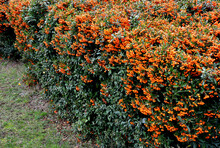 Pyracantha ( Firethorn ) Attractive Orange Berries And Utumn Rain. Pyracantha Coccinea Orange Glow Firethorn Is Excellent Evergreen Hedge, Wall Or Fence In Public Park. Rows Of Rectangular Shape