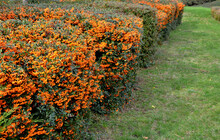 Pyracantha ( Firethorn ) Attractive Orange Berries And Utumn Rain. Pyracantha Coccinea Orange Glow Firethorn Is Excellent Evergreen Hedge, Wall Or Fence In Public Park. Rows Of Rectangular Shape