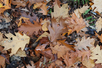 Wall Mural - Fallen from a tree leaves in the forest in autumn