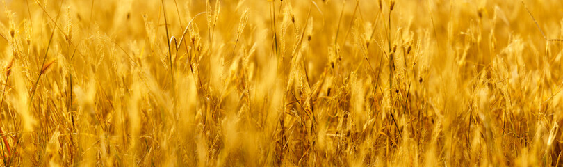 golden background. panoramic view of dry wild grass