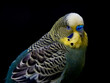 © DZiegler - Colorful budgerigar