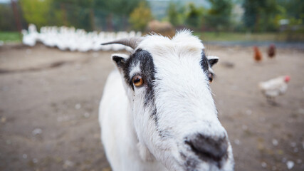 Goat with big horns and yellow eyes. Funny goat looking in camera. Livestock. Goat grazing on pasture. Animal portrait.