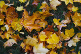 Fototapeta Lawenda - yellow maple leafs on ground