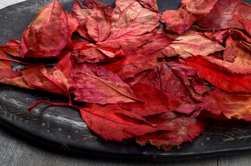 Wall Mural - Twisted red leaves on a clay plate