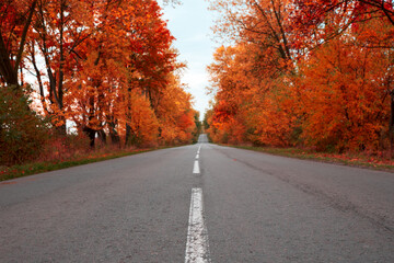 Empty asphalt road through autumn forest. Nature autumn background