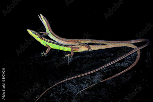 Fotografía A pair of long-tailed grass lizards are sunbathing on red flower.