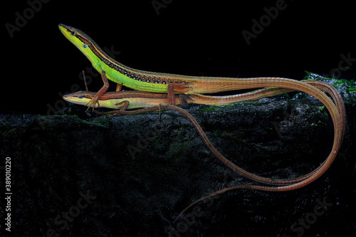 Cuadros en Lienzo A pair of long-tailed grass lizards are sunbathing on red flower.