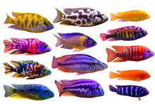 Assorted Of Lake Malawi And Victoria Cichlid Such As Peacock, Compressicep, Livingstoni, Mbuna And Nyererei On White Isolated Background