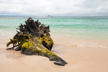 Old Driftwood With Algae Lays On An Empty Beach