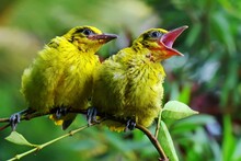 Two Black Naped Oriole (Oriolus Chinensis) Are Perched On Wild Plant Branches.