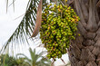 Green fruits grow on a palm tree, fruit for palm oil