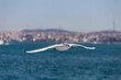 Seagull fly over the sea on the background of the city