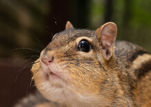 Closeup Of Chipmunk Face With Full Cheeks