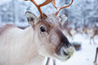 Reindeer herd, in winter, Lapland, Northern Finland. animal close-up