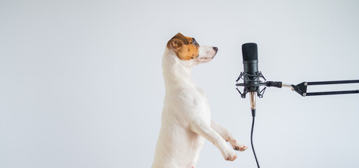 Jack russell terrier dog at the microphone and is broadcasting on a white background