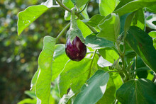 Eggplant In The Garden. Fresh Organic Eggplant Aubergine. Purple Aubergine Growing In The Soil.