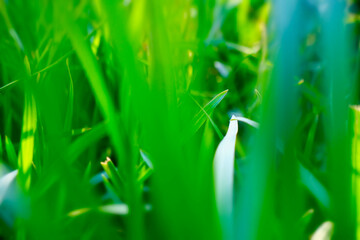  Close-up image of fresh spring green grass