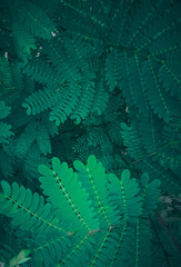  green fern background