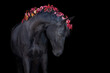 Black stallion with red leaves in mane on black background