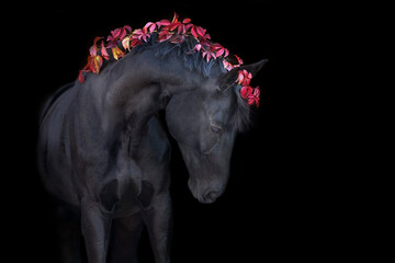 Wall Mural - Black stallion with red leaves in mane on black background